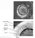Fig. 26 - Microfluidic cell culture systems