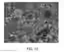 Fig. 14 - Methods for culturing undifferentiated cells using sustained release compositions