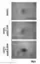 Fig. 01 - Method For Amplification And Functional Enhancment Of Blood Derived Progenitor Cells Using A Closed Culture System