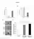Fig. 07 - Method For Amplification And Functional Enhancment Of Blood Derived Progenitor Cells Using A Closed Culture System
