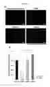 Fig. 09 - Method For Amplification And Functional Enhancment Of Blood Derived Progenitor Cells Using A Closed Culture System