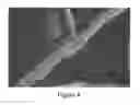 Fig. 05 - Composite Nanofibers