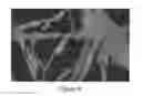 Fig. 09 - Composite Nanofibers