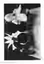 Fig. 02 - Combined toy doll and artificial flower