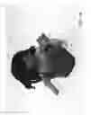 Fig. 17 - Combined toy doll and artificial flower
