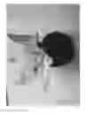 Fig. 19 - Combined toy doll and artificial flower