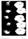 Fig. 01 - Compositions and methods for blocking ethylene response in plants using 3-cyclopropyl-1-enyl-propanoic acid salt
