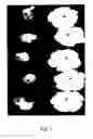 Fig. 04 - Compositions and methods for blocking ethylene response in plants using 3-cyclopropyl-1-enyl-propanoic acid salt