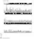 Fig. 17 - DNA CHIP, KIT FOR DETECTING OR GENOTYPING BACTERIA CAUSING SEXUALLY TRANSMITTED DISEASES, GENOTYPING ANTIBACTERIAL DRUG RESISTANCE AND DETECTING OR GENOTYPING METHOD USING THE SAME