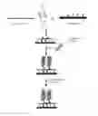 Fig. 01 - Detection of Nucleic Acids and Proteins