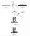 Fig. 02 - Detection of Nucleic Acids and Proteins