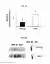 Fig. 05 - METHOD FOR THE DIAGNOSIS OF AGE-ASSOCIATED VASCULAR DISORDERS