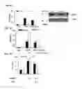 Fig. 10 - METHOD FOR THE DIAGNOSIS OF AGE-ASSOCIATED VASCULAR DISORDERS