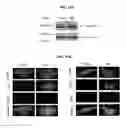 Fig. 15 - METHOD FOR THE DIAGNOSIS OF AGE-ASSOCIATED VASCULAR DISORDERS