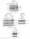 Fig. 18 - METHOD FOR THE DIAGNOSIS OF AGE-ASSOCIATED VASCULAR DISORDERS