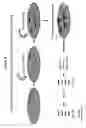 Fig. 06 - IDENTIFICATION OF NUCLEIC ACID DELIVERY VEHICLES USING DNA DISPLAY