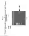 Fig. 10 - IDENTIFICATION OF NUCLEIC ACID DELIVERY VEHICLES USING DNA DISPLAY