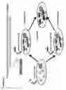 Fig. 14 - IDENTIFICATION OF NUCLEIC ACID DELIVERY VEHICLES USING DNA DISPLAY