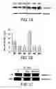 Fig. 10 - Inhibitors of NF-κB activity