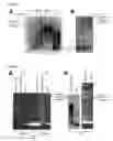 Fig. 05 - Targeted delivery system