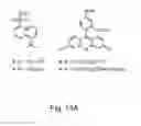 Fig. 23 - Unnatural reactive amino acid genetic code additions