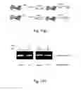 Fig. 24 - Unnatural reactive amino acid genetic code additions