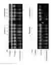 Fig. 13 - Combinational compositions and methods for treatment of cancer