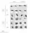 Fig. 03 - SCAFFOLDS