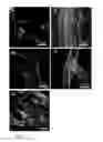 Fig. 09 - SCAFFOLDS