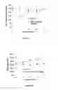 Fig. 07 - Compounds, compositions and methods for reducing lipid levels