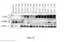 Fig. 11 - Compounds, compositions and methods for reducing lipid levels