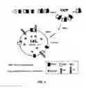 Fig. 03 - G PROTEIN-COUPLED RECEPTOR ANTAGONIST AND ITS USE FOR PREVENTING AND TREATING ALZHEIMER'S DISEASE