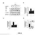 Fig. 06 - G PROTEIN-COUPLED RECEPTOR ANTAGONIST AND ITS USE FOR PREVENTING AND TREATING ALZHEIMER'S DISEASE