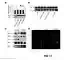 Fig. 10 - G PROTEIN-COUPLED RECEPTOR ANTAGONIST AND ITS USE FOR PREVENTING AND TREATING ALZHEIMER'S DISEASE