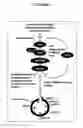 Fig. 02 - VECTOR(S) CONTAINING AN INDUCIBLE GENE ENCODING A CDK4/CDK6 INHIBITOR USEFUL FOR TREATING NEURODEGENERATIVE DISORDERS OR DISEASES ASSOCIATED WITH AN UNSCHEDULED ACTIVATION OF THE CELL CYCLE