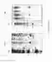 Fig. 03 - Compositions and methods for modulating activity of capped small RNAS