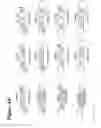 Fig. 06 - RNA Interference Mediated Inhibition of the Nerve Growth Factor Beta Chain (NGFB) Gene Expression Using Short Interfering Nucleic Acid (siNA)
