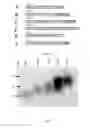 Fig. 02 - Long-acting veterinary polypeptides and methods of producing and administering same