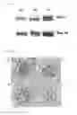 Fig. 02 - THERAPEUTIC AGENT COMPRISING VASOHIBIN