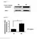Fig. 05 - THERAPEUTIC AGENT COMPRISING VASOHIBIN