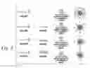 Fig. 03 - Cancer cell targeting using nanoparticles