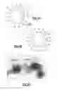 Fig. 03 - Polymer-encapsulated colorant nanoparticles