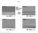 Fig. 08 - Siloxane-based low dielectric constant thin films using cyclo-siloxane and a method for preparing the same