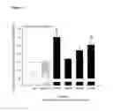 Fig. 04 - Selective glucagon-like-peptide-2 (GLP-2) analogues
