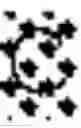 Fig. 05 - IMMUNOSUPPRESSIVE PEPTIDE