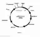 Fig. 02 - Method for Uses of Protein Precursors as Prodrugs
