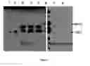 Fig. 03 - Method for Uses of Protein Precursors as Prodrugs