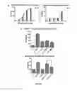 Fig. 07 - Method for Uses of Protein Precursors as Prodrugs