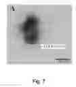 Fig. 08 - Innately multimodal nanoparticles