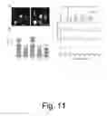 Fig. 12 - Innately multimodal nanoparticles